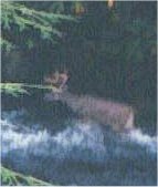 The deer who came to dinner (crossong the river).